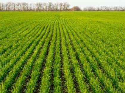 Мичуринские ученые запатентовали пневманический высевающий аппарат