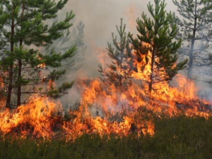 В России в 10 раз увеличили штрафы для граждан, спровоцировавших пожары сжиганием травы
