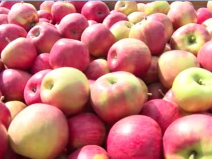 Как новенькие: как собирают и хранят урожай яблок в Жердевском округе