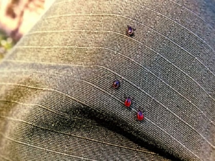 От укусов клещей в Тамбовской области пострадали 556 человек