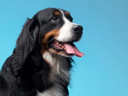 Названы последствия отказа хозяев от вакцинации своих собак