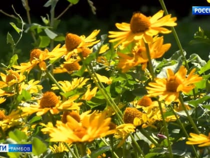 Жителям региона пообещали возвращение жары