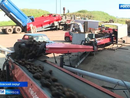 Тамбовские аграрии начали уборку картошки