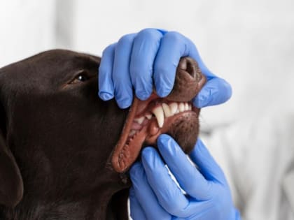 Карантин по бешенству животных в Уварово и Кирсановском округе