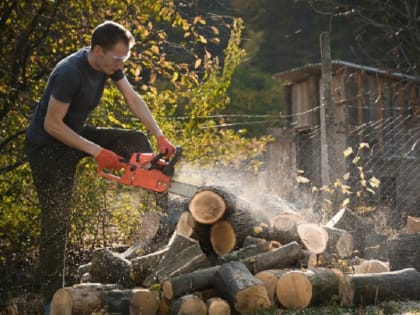 Эксперт предупредил о крупных штрафах за вырубку деревьев на дачах