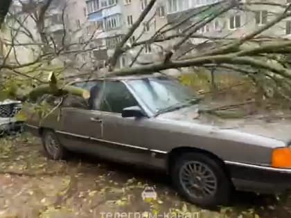 На Пензенской дерево упало на три автомобиля