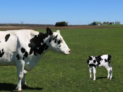 Под Тамбовом зафиксировали вспышку бруцеллеза