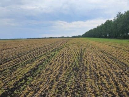 В Тамбовской области ввели режим ЧС из-за побитого морозом гороха