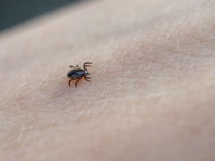 Более 60 детей пострадали от укусов клещей за неделю в Тамбовской области