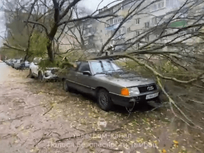 Упавшее дерево на улице Пензенской в Тамбове повредило три автомобиля