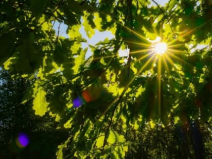 МЧС предупредило тамбовчан о повышении температуры воздуха 28 июля