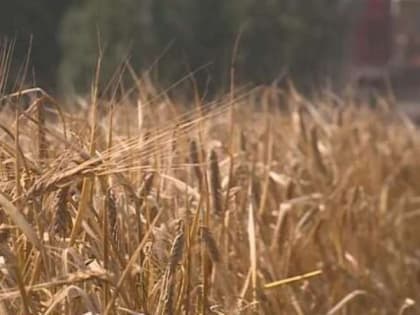 Аграрии Тамбовщины собрали 2,2 миллиона тонн зерна