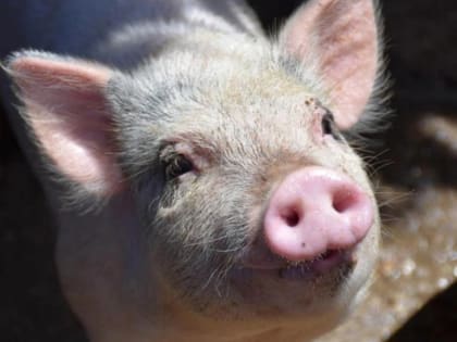 В России на закупку ветеринарных препаратов направят дополнительно 1 млрд рублей