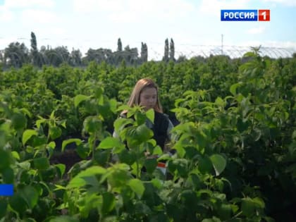 Карантин в садах Жердевского и Мучиринского округов