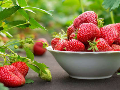 Незарегистрированные сорта саженцев винограда и клубники продавали в супермаркетах Тамбовской области