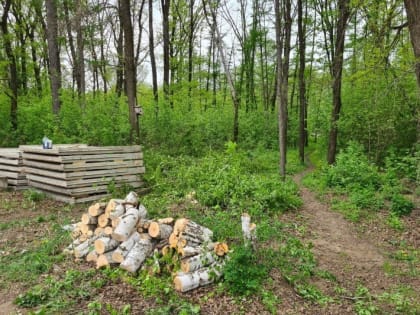 Администрация Тамбова подтвердила вырубку деревьев в Пригородном лесу