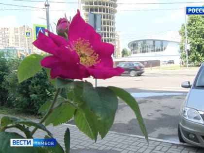 В первой половине недели тамбовчан ждёт жара, потом придут дожди