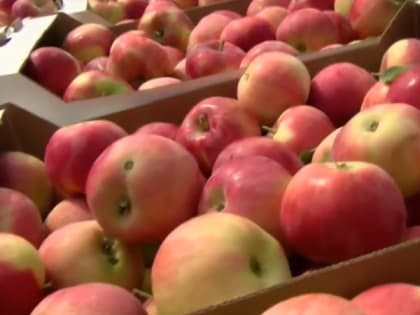 Садоводы Тамбовщины планируют собрать в этом сезоне около 40 тысяч тонн яблок