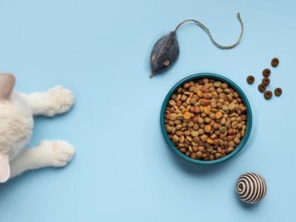 В Тамбовской области планируется запустить производство кормов для домашних животных