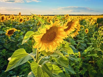 Гавриловский предприниматель сознался в хищении подсолнечника на миллион рублей