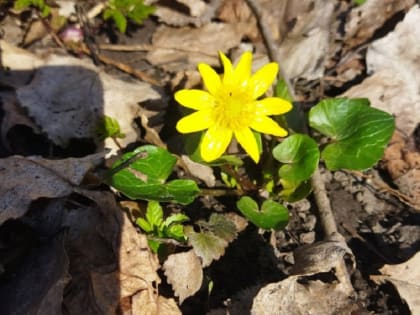 В выходные в Тамбове ожидается до +16 градусов