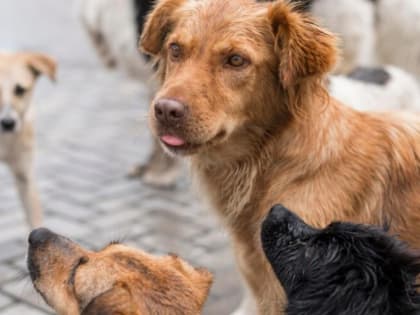 Новая инициатива по контролю безнадзорных животных в России