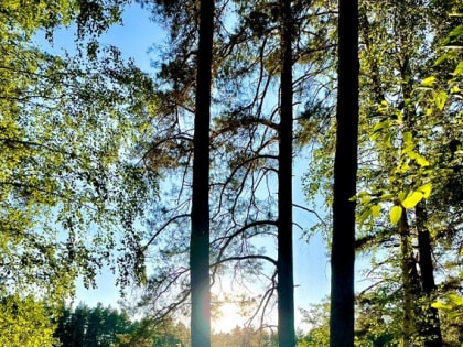 В Тамбовской области усилены меры по охране лесов от пожаров