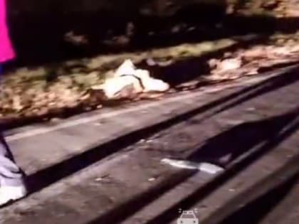 Под Моршанском женщина погибла, сев справлять нужду на дороге