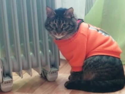 В Тамбовской области корм для животных производили с нарушениями