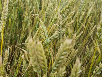 Тамбовская область увеличила экспорт зерна