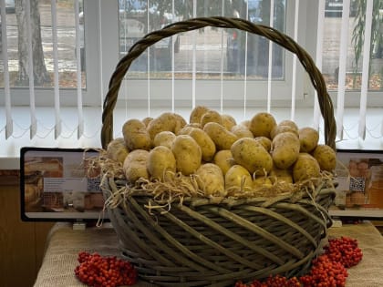 В Тамбовской области собрали уже больше 30 тысяч тонн картофеля