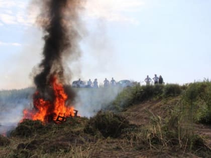 В Тамбовской области уничтожили 1,5 гектара дикорастущей конопли