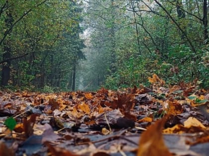 Глубокая осень пришла в Тамбовскую область