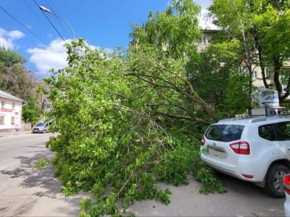 В Тамбове продолжают падать деревья