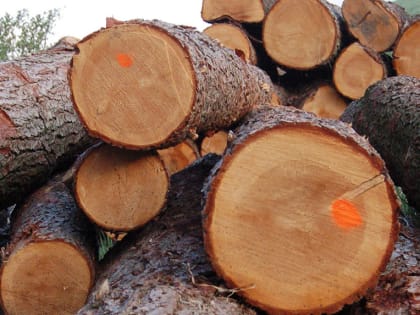 В Тамбовской области бесследно исчезли более 750 кубических метров свежевырубленной древесины