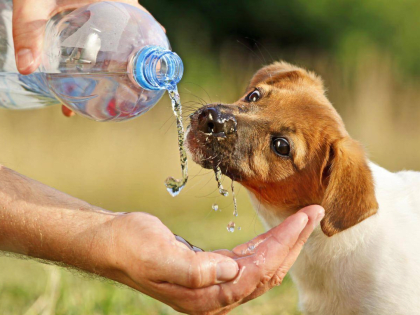 Тамбовские ветеринары: как помочь домашним питомцам перенести жару