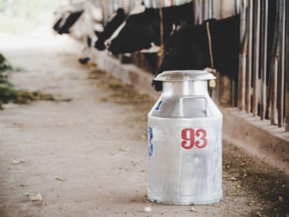 Коровы в Тамбовской области стали давать больше молока