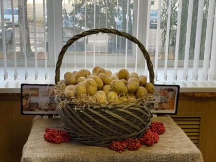 На Тамбовщине выросла урожайность картофеля