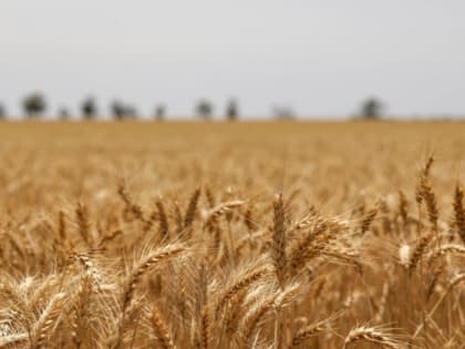 В Тамбове будут судить бывшего начальника филиала ФГБУ "Госсорткомиссия"