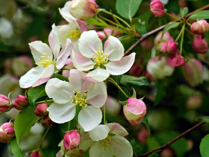 О погоде с 2 по 8 мая