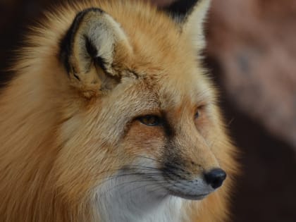 В Пичаевском районе выявлен второй случай бешенства с начала 2023 года