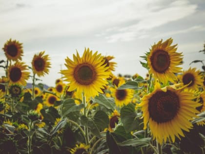 В Тамбовской области пытались украсть почти тонну сахарной свёклы и семечек нового урожая