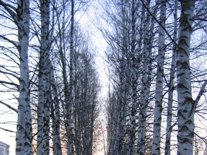 О погоде в последние январские выходные 2023 года