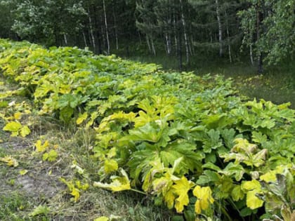 В Тамбовской области выявили очаги произрастания опасного для человека борщевика
