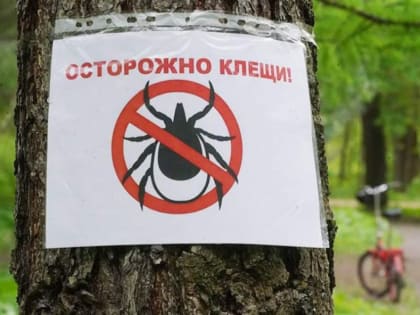 Клещи атакуют: более двух тысяч укусов в Тамбовской области