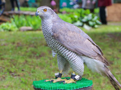Мичуринцы смогут узнать больше о хищных птицах и познакомиться с пернатыми