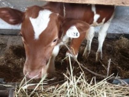 Тамбовские хозяйства подготовились к зимовке животных