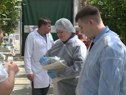 Россельхознадзор выходит на проверку тепличных комплексов региона