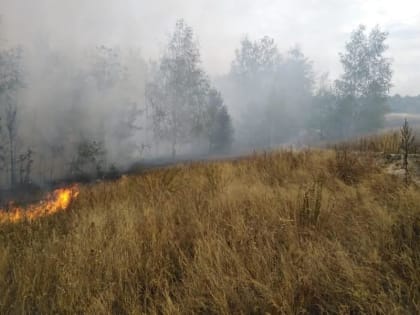 Штрафы за нарушение правил пожарной безопасности в лесах увеличили в десять раз