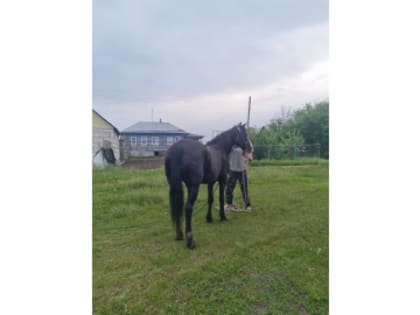 Украденную в Жердевском районе лошадь полицейские нашли в Воронежской области